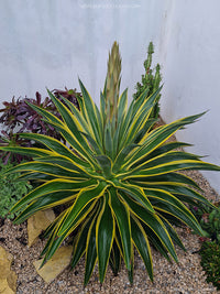 Golden Smooth Agave El Miradores Gold (Agave desmettiana)