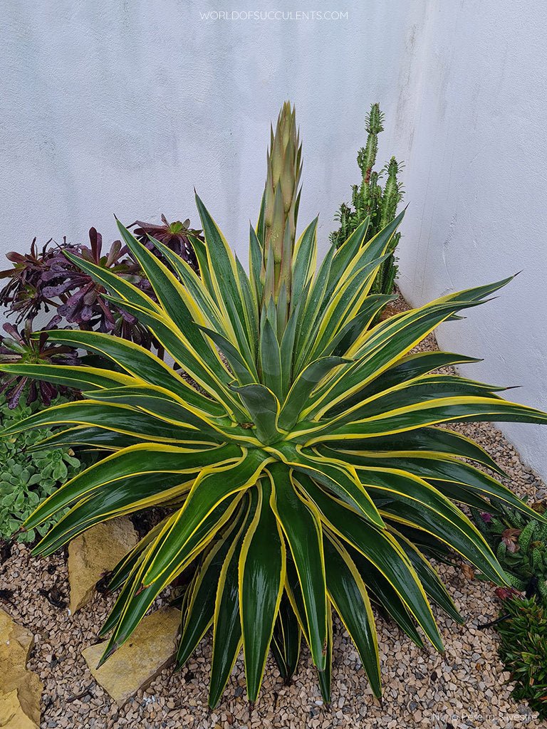 Golden Smooth Agave El Miradores Gold (Agave desmettiana) - Ladybird Nursery