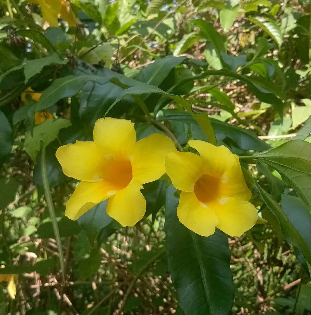 Golden Trumpet (Allamanda cathartica)