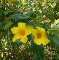 Golden Trumpet (Allamanda cathartica)