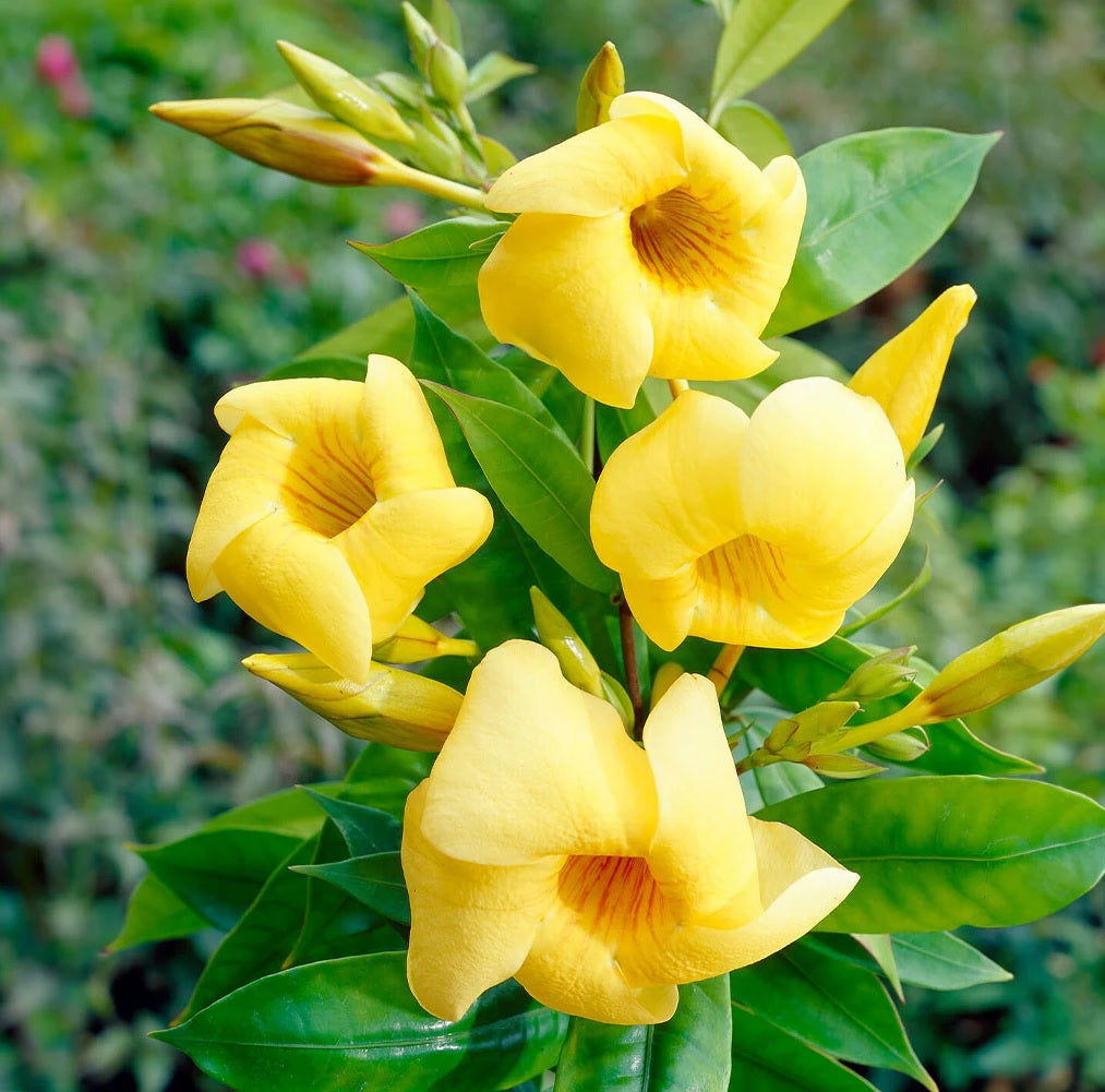 Golden Trumpet Cherry Ripe (Allamanda cathartica)