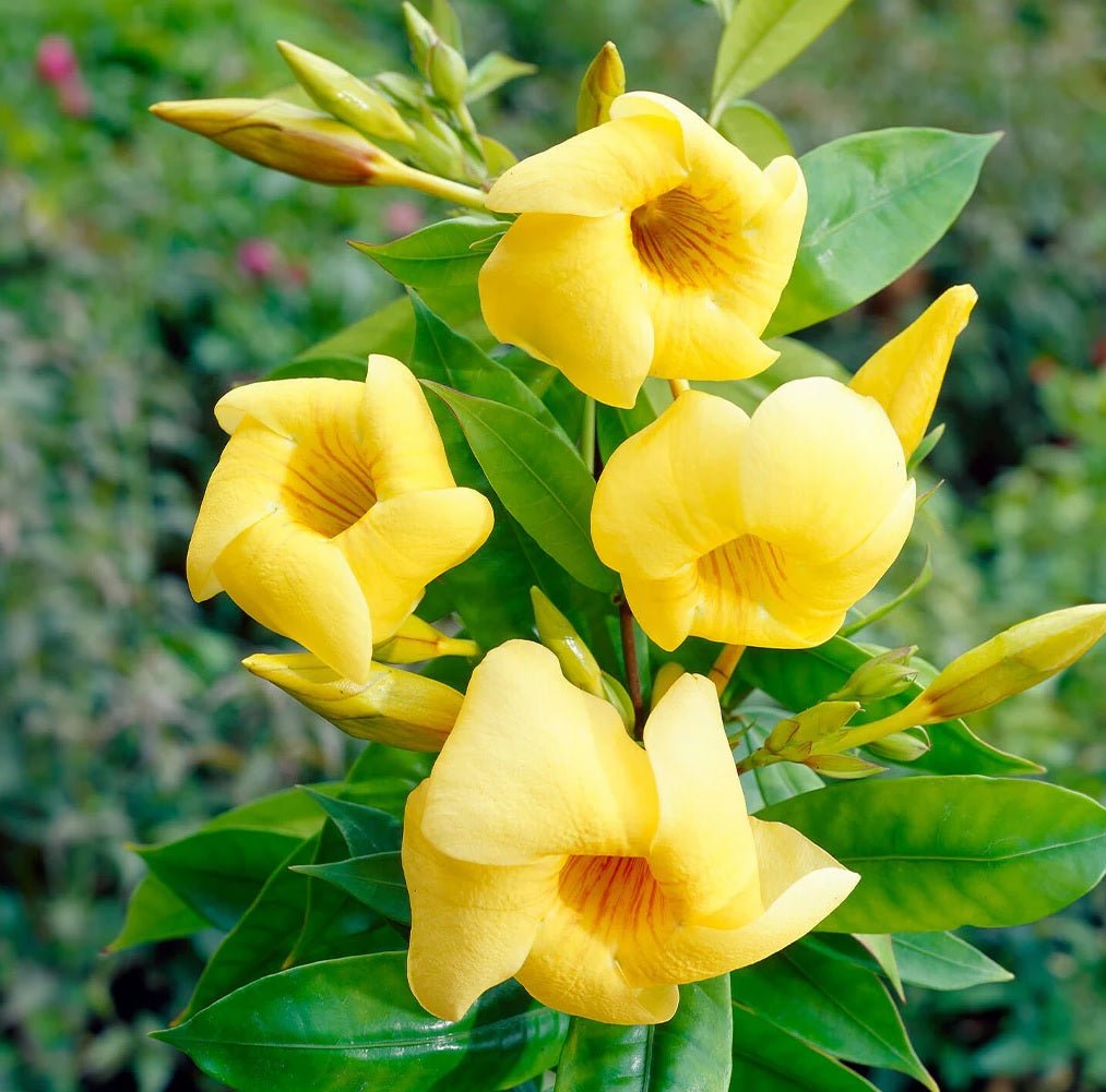 Golden Trumpet Cherry Ripe (Allamanda cathartica) - Ladybird Nursery