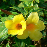 Golden Trumpet Double Yellow (Allamanda spp.)
