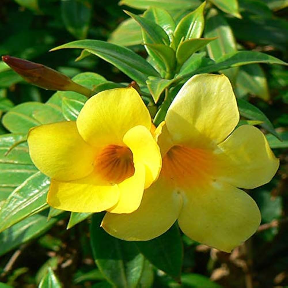 Golden Trumpet Double Yellow (Allamanda spp.) - Ladybird Nursery