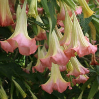 Angels Trumpet candida Frilly Pink (Brugmansia x)