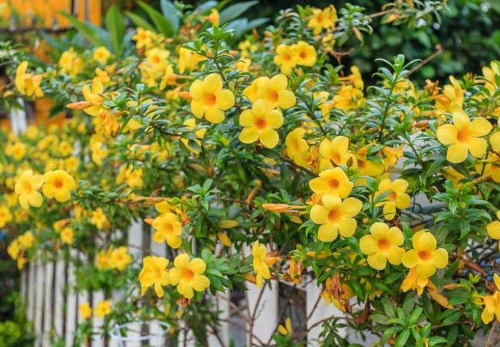 Golden Trumpet Peach Ladders (Allamanda spp.) - Ladybird Nursery