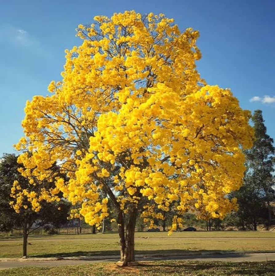 Golden Trumpet Tree (Tabebuia chrysanthus) - Ladybird Nursery