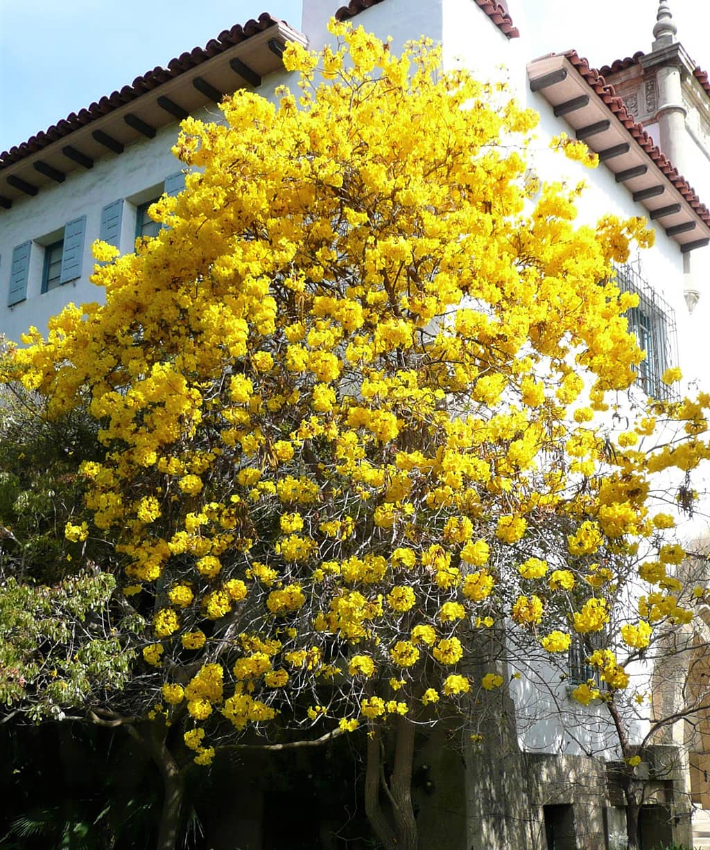 Golden Trumpet Tree (Tabebuia chrysotricha)