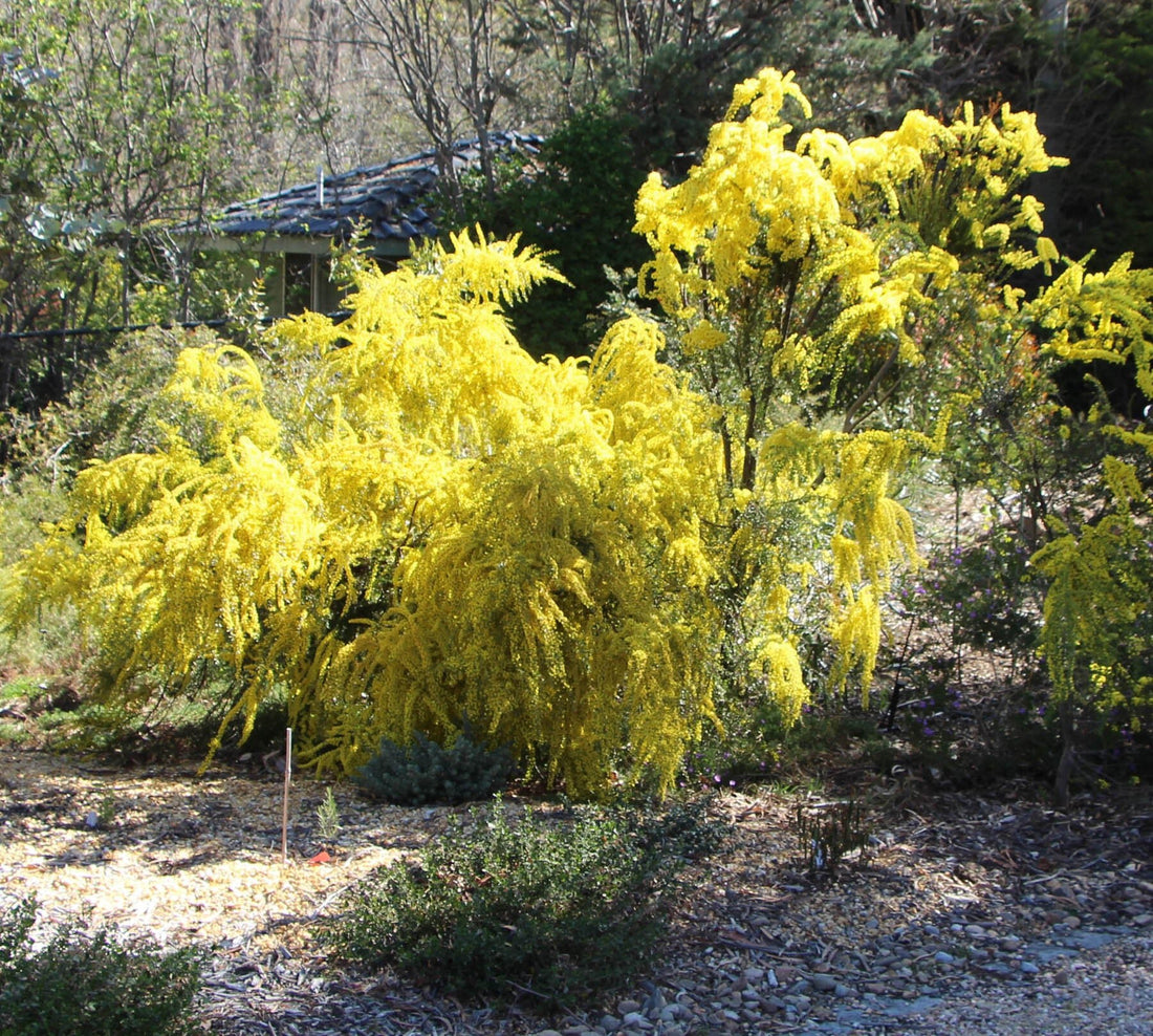 Golden Wreath Wattle Springtime Cascade (Acacia saligna) - Ladybird Nursery