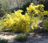 Golden Wreath Wattle Springtime Cascade (Acacia saligna)