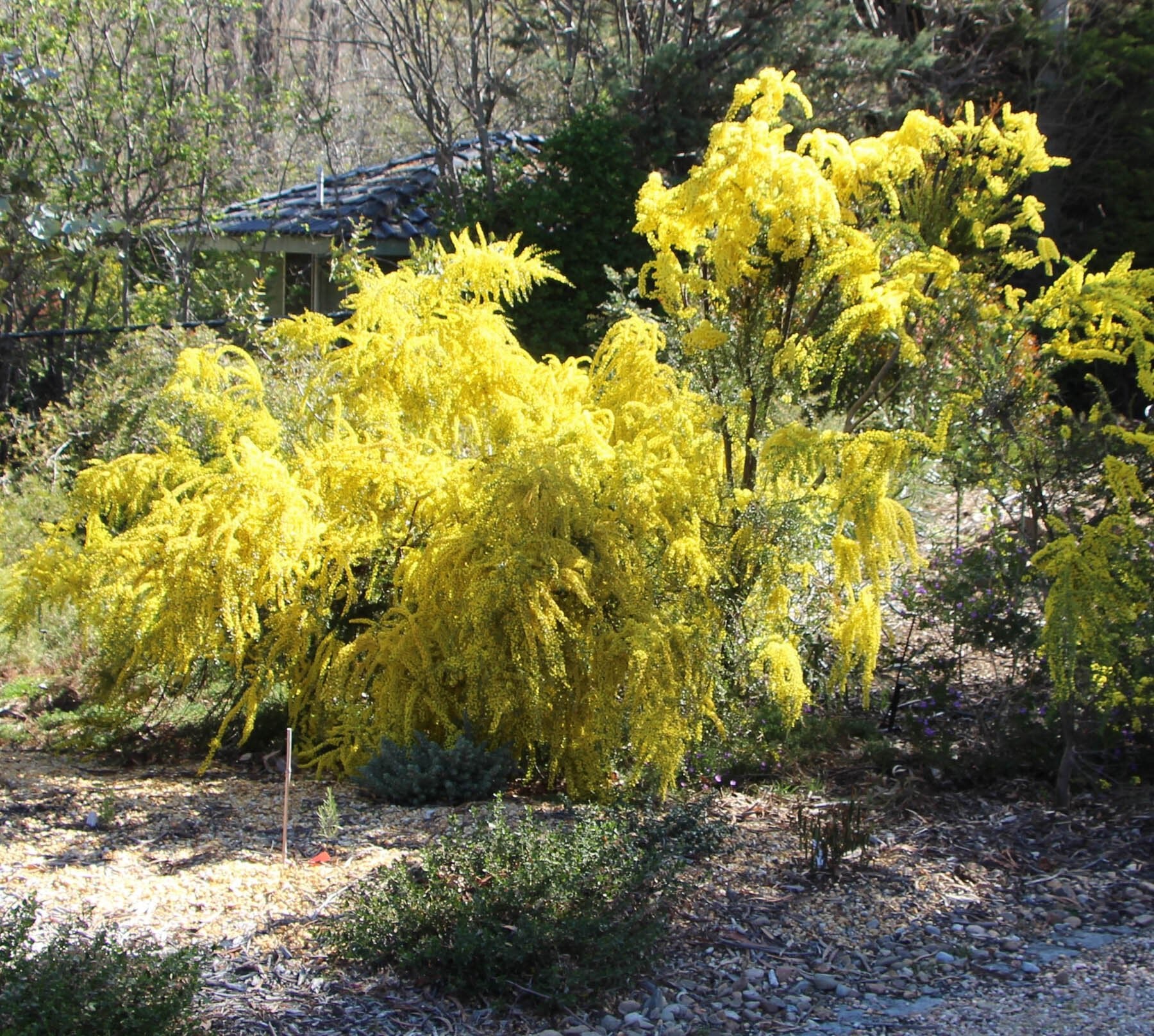 Golden Wreath Wattle Springtime Cascade (Acacia saligna) - Ladybird Nursery