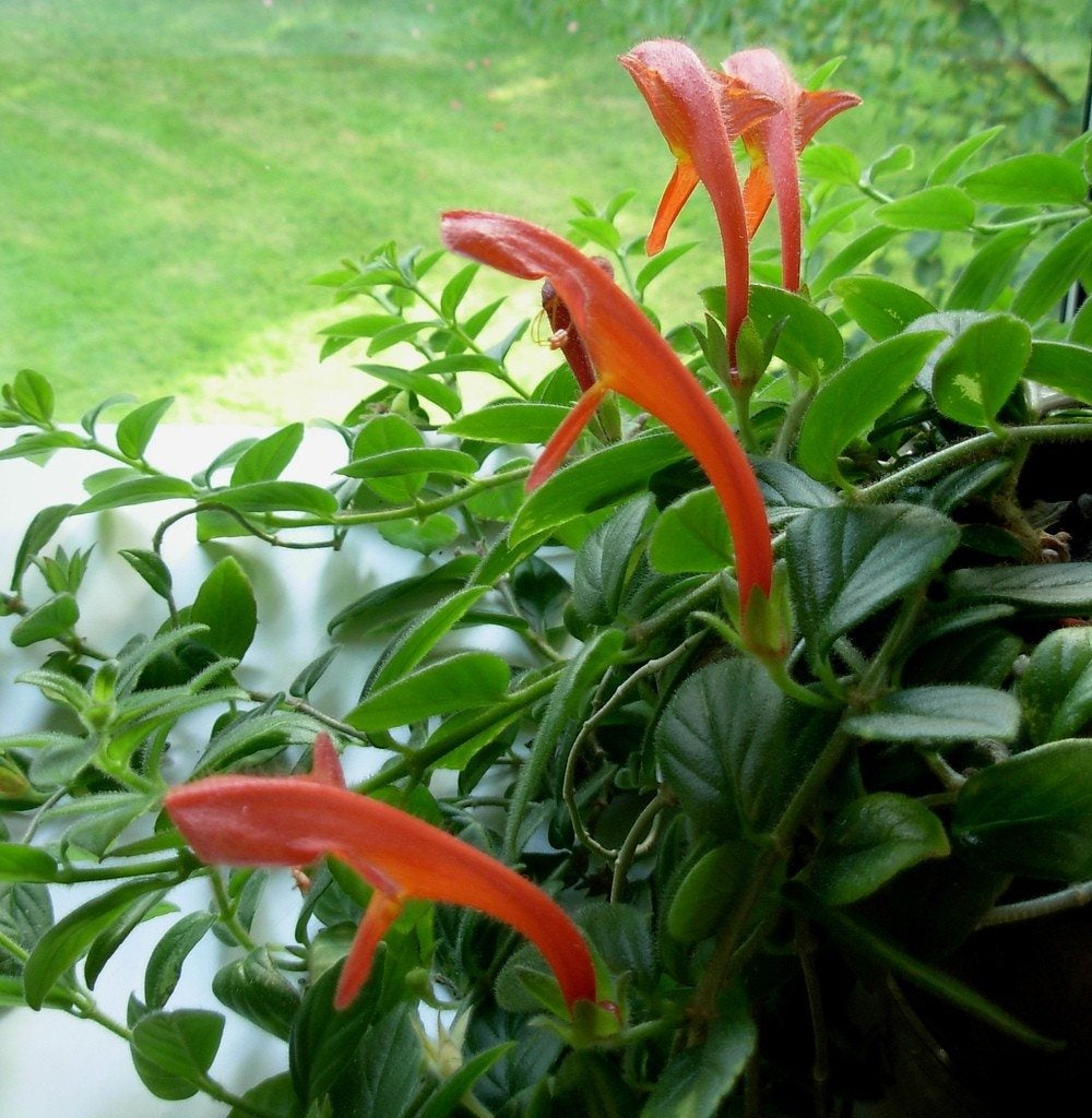 Goldfish Plant (Columnea gloriosa)