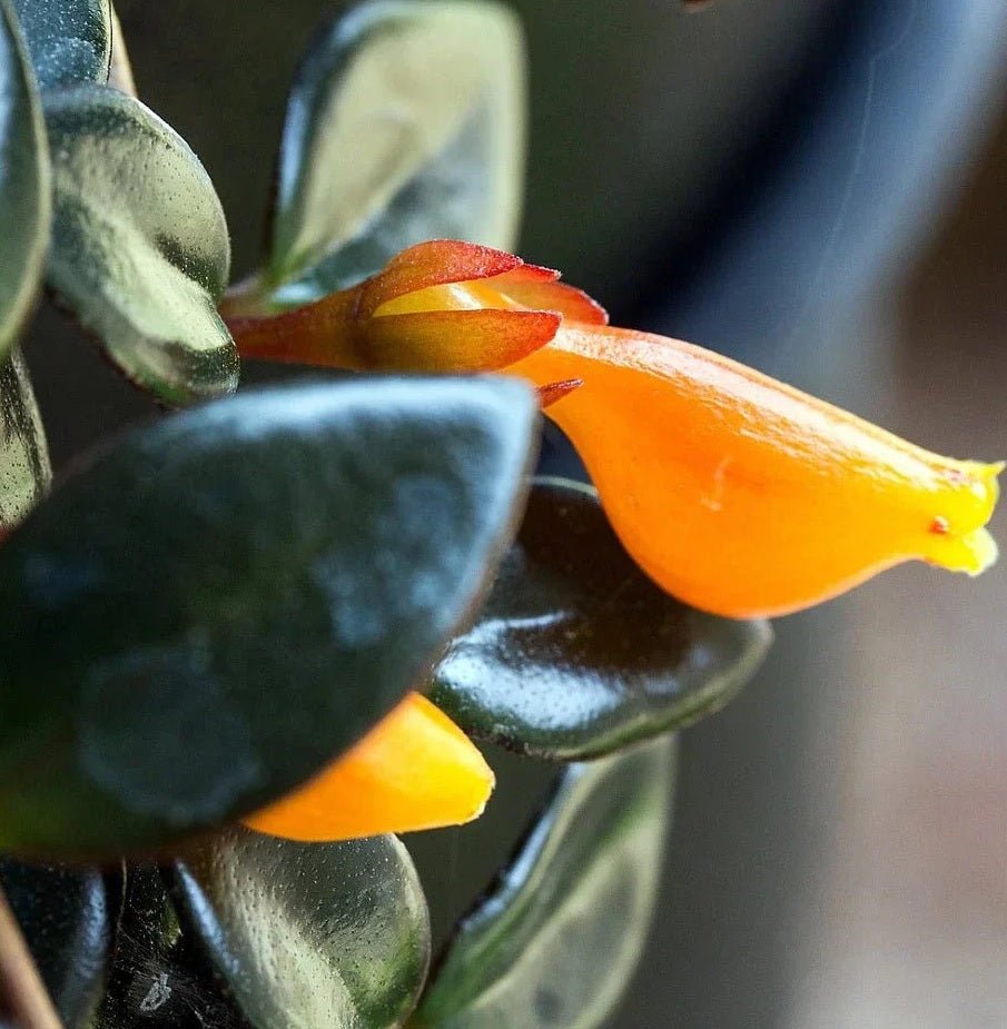 Goldfish Plant Assorted (Nematanthus spp.) - Ladybird Nursery