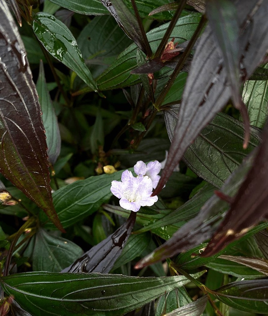 Goldfussia (Strobilanthes anisophyllus)