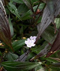 Goldfussia (Strobilanthes anisophyllus)