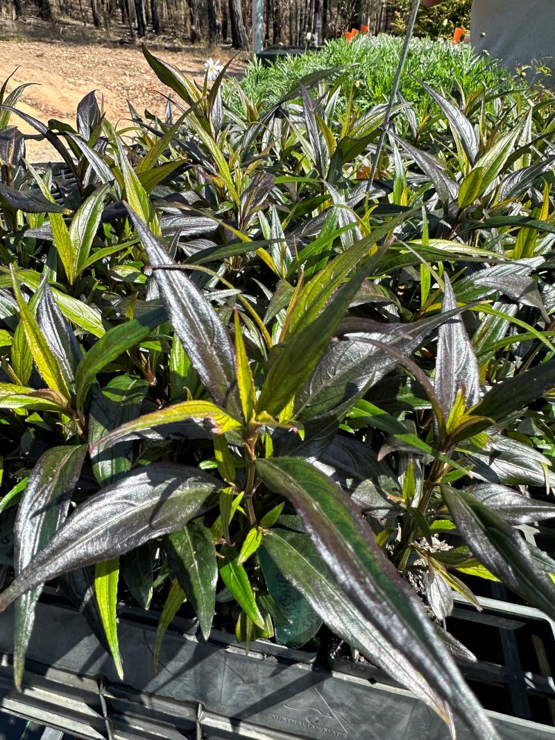 Goldfussia Chameleon (Strobilanthes anisophyllus)