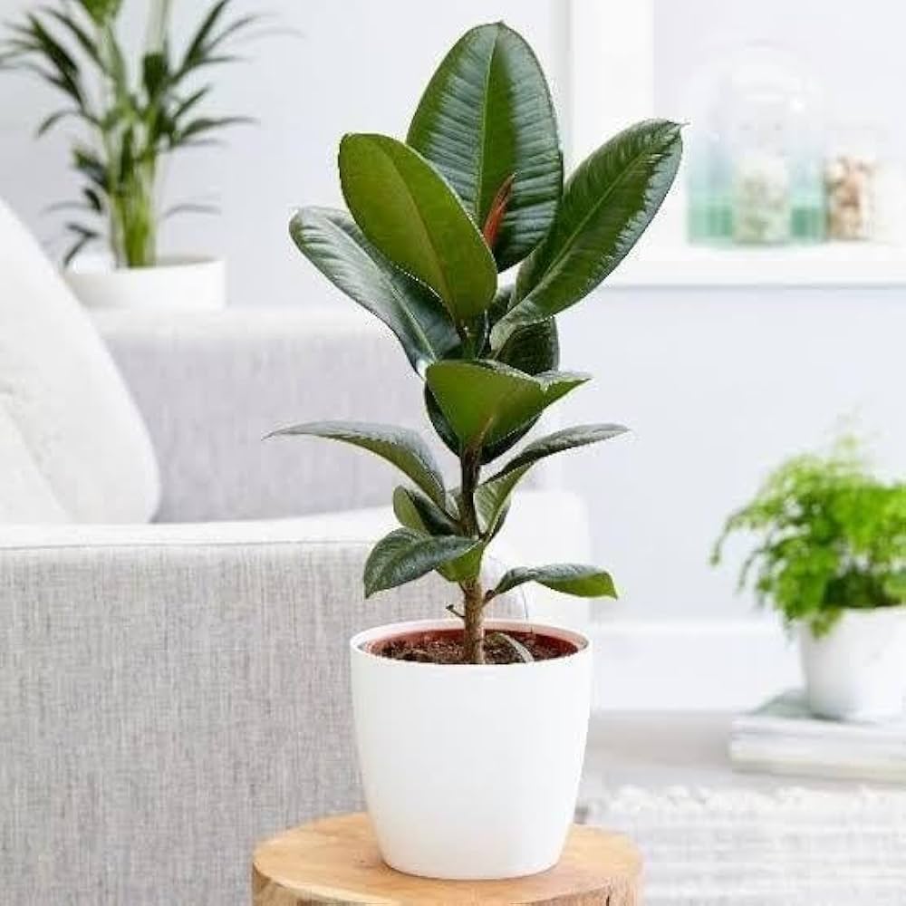 Ficus Rubra Rubber Plant (Ficus elastica)
