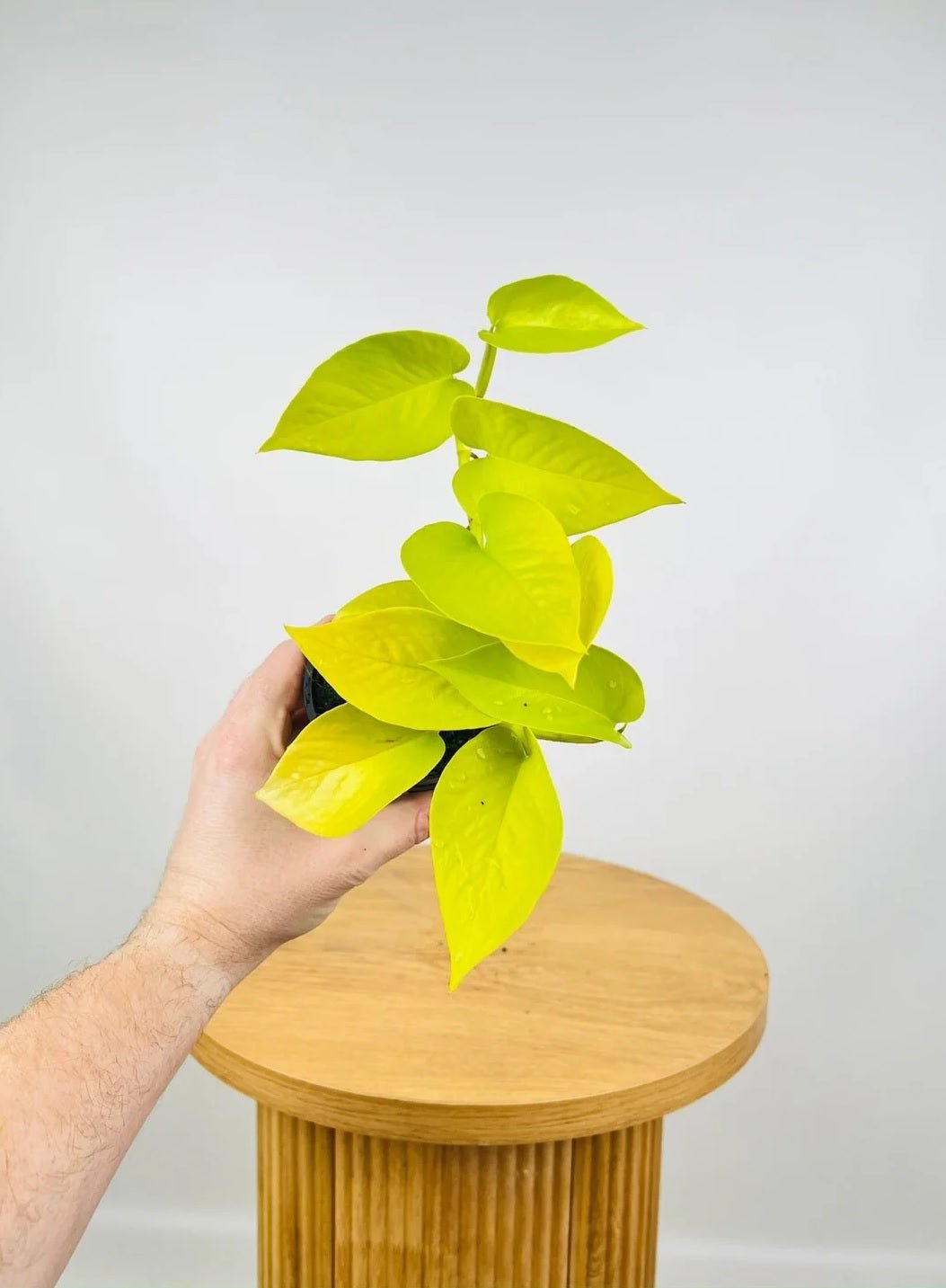 Pothos 'Goldilocks' (Epipremnum aureum) - Ladybird Nursery