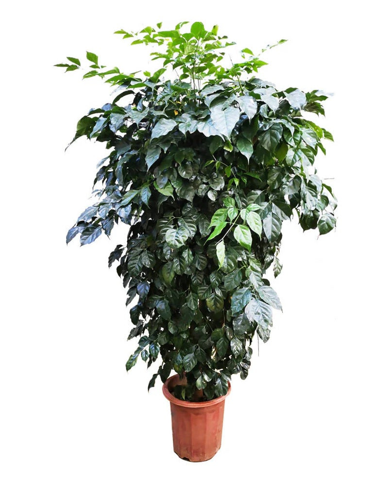 Goldilocks (Radermachera hainanensis)