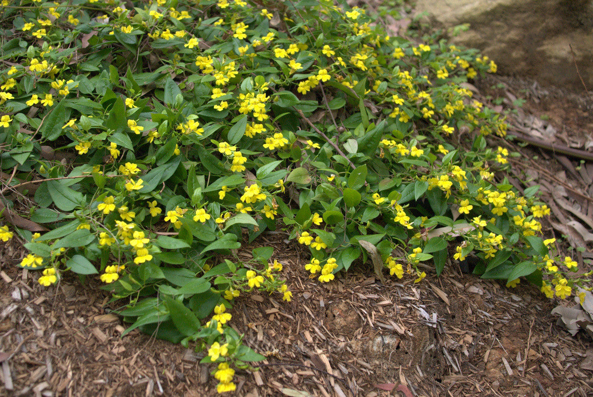 Goodenia Mallee Bonza