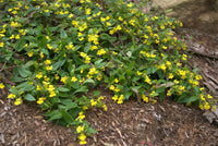Goodenia Mallee Bonza