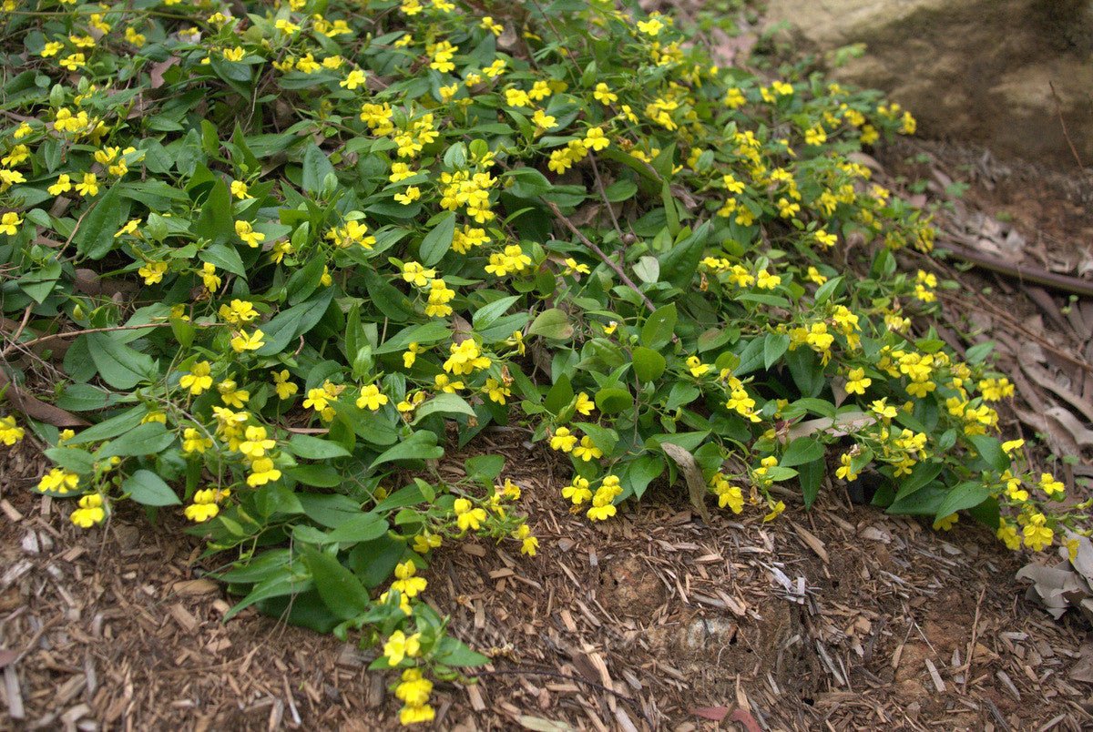 Goodenia Mallee Bonza - Ladybird Nursery