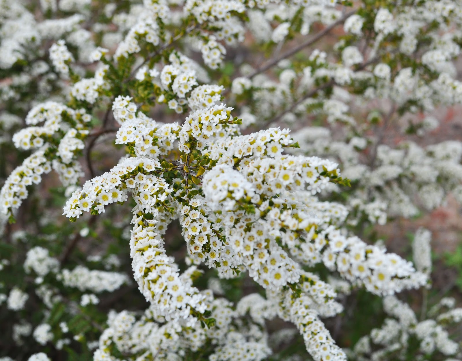 Grampians Thryptomene (Thryptomene saxicola)