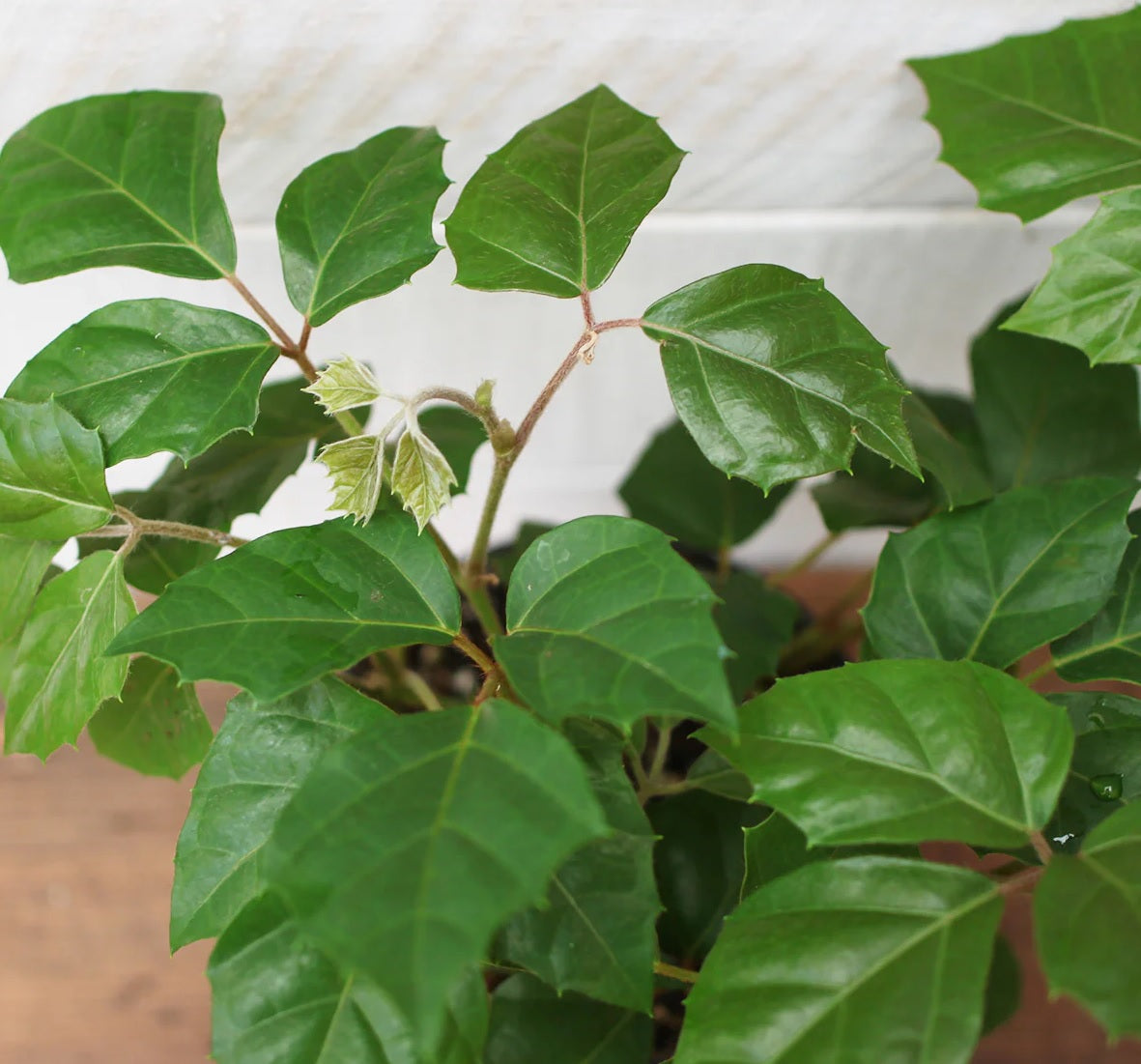 Grape Ivy (Cissus rhombifolia)