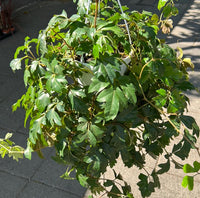 Grape Ivy Ellen Danica (Cissus rhombifolia)