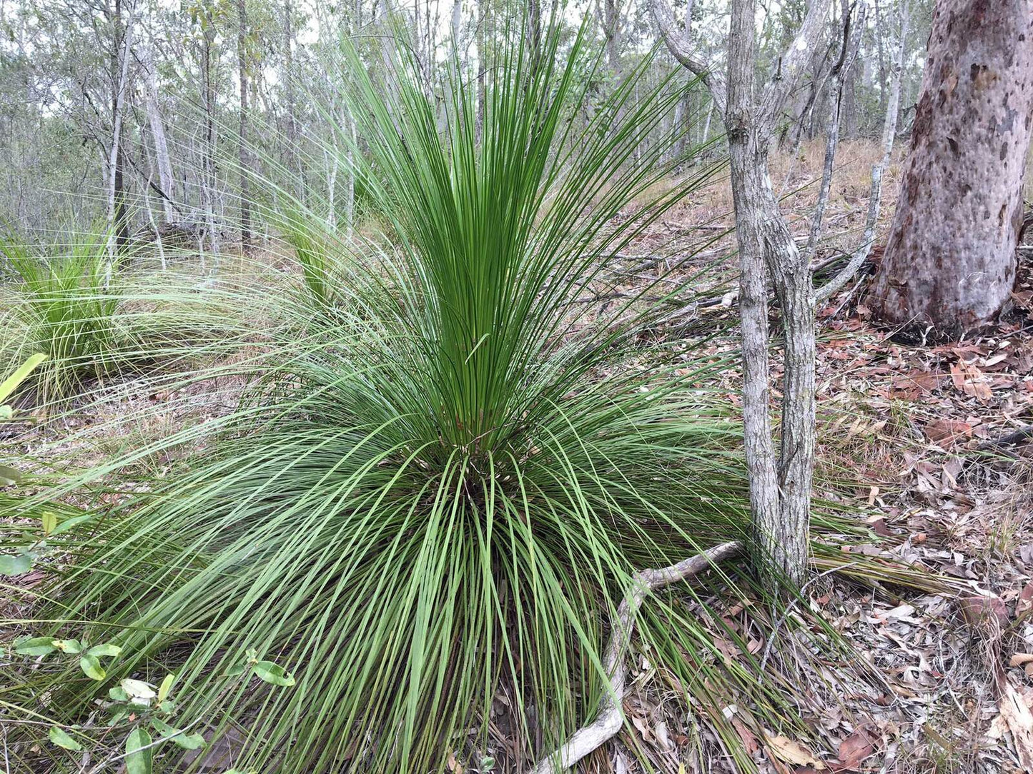 Grass Tree seed grown (Xanthorrhoea latifolia)