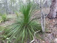Grass Tree seed grown (Xanthorrhoea latifolia)