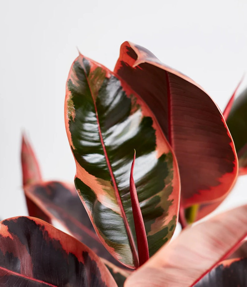 Ficus Ruby Rubber Plant (Ficus elastica)