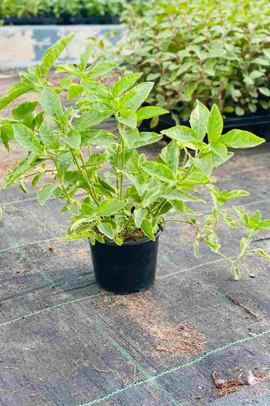 Green and Gold Alternanthera (Alternanthera) - Ladybird Nursery