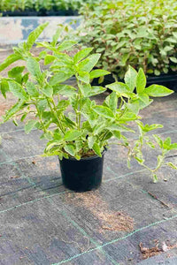 Green and Gold Alternanthera (Alternanthera)