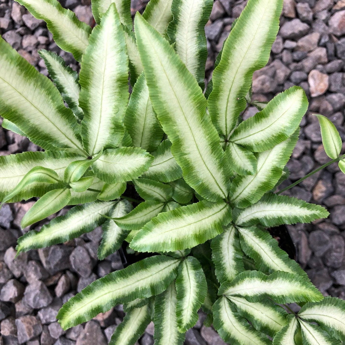 Green Brake Fern (Pteris cretica)