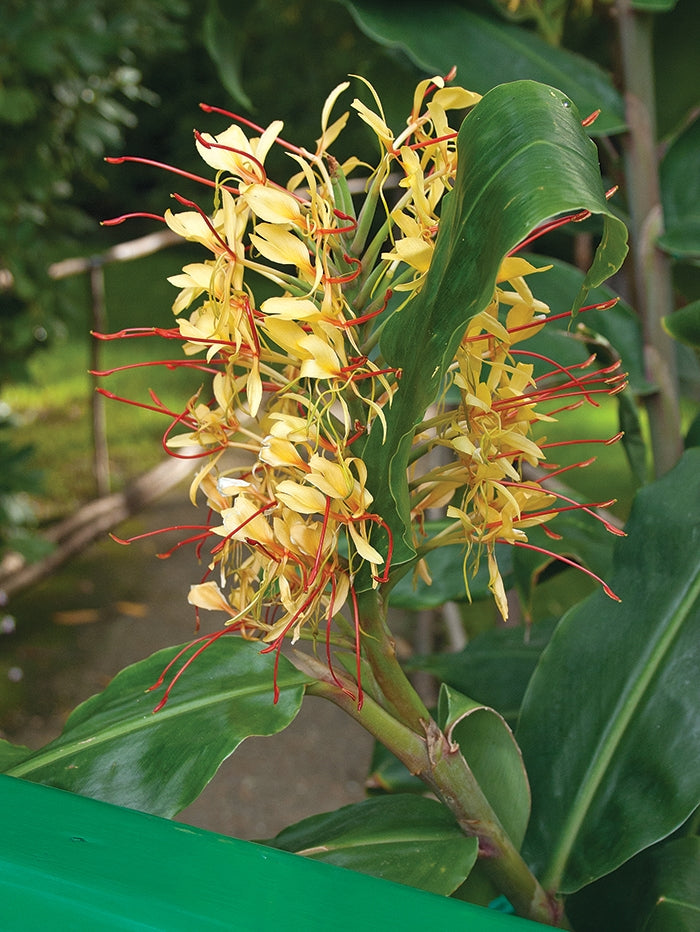 Green Ginger Lily (Hedychium greenii)