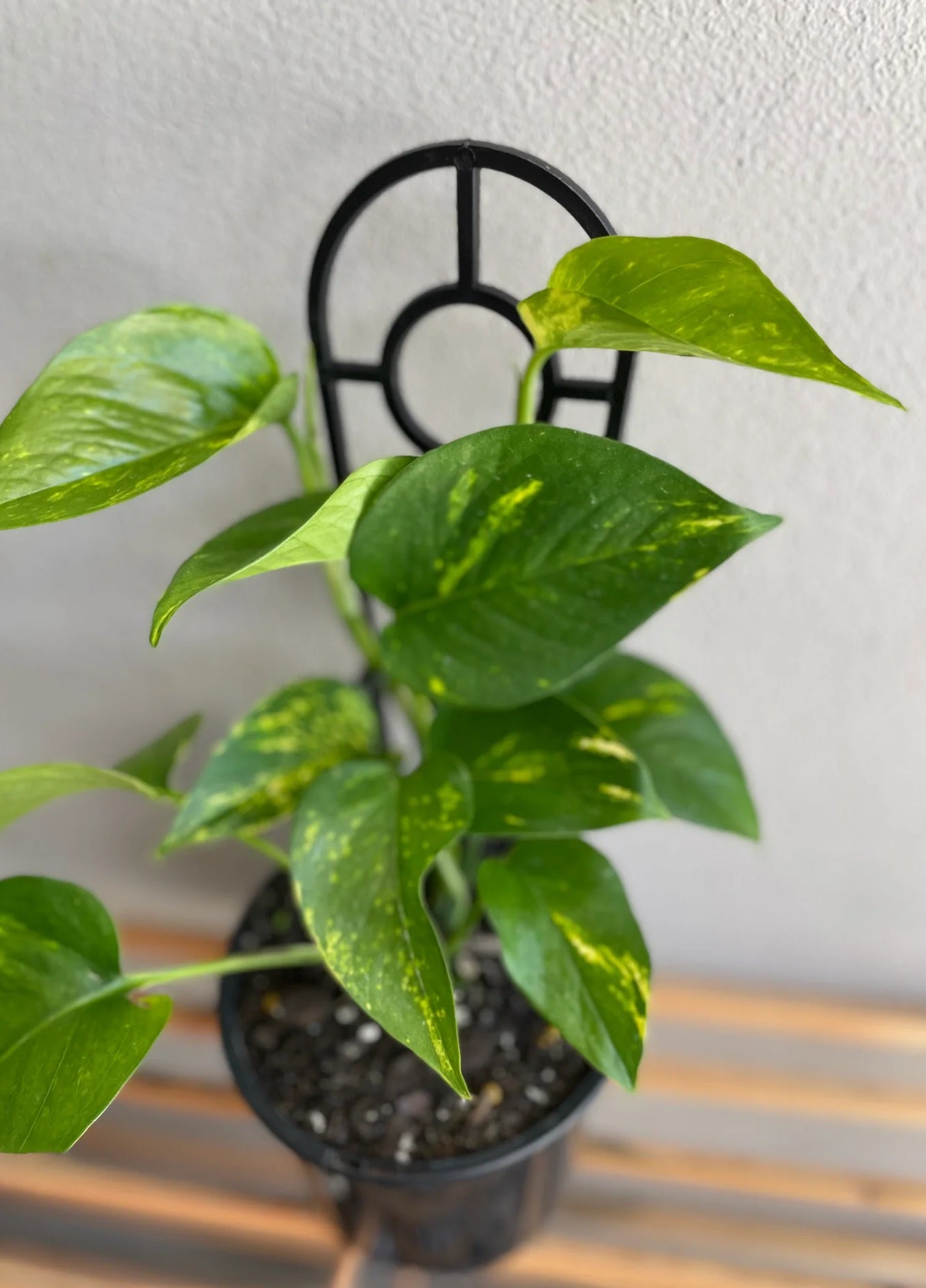Green Gold Pothos - Devils Ivy (Epipremnum aureum) - Ladybird Nursery