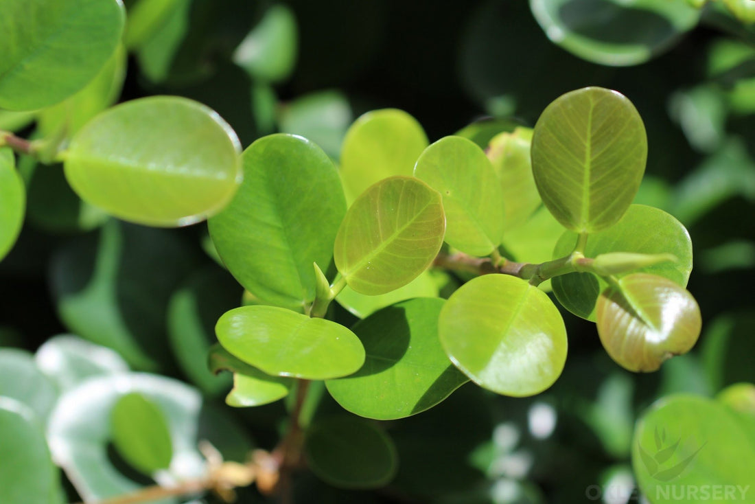 Green Island Fig (Ficus microcarpa) - Ladybird Nursery