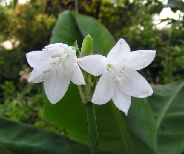 Green Lily Supreme (Caliphruria subedentata)