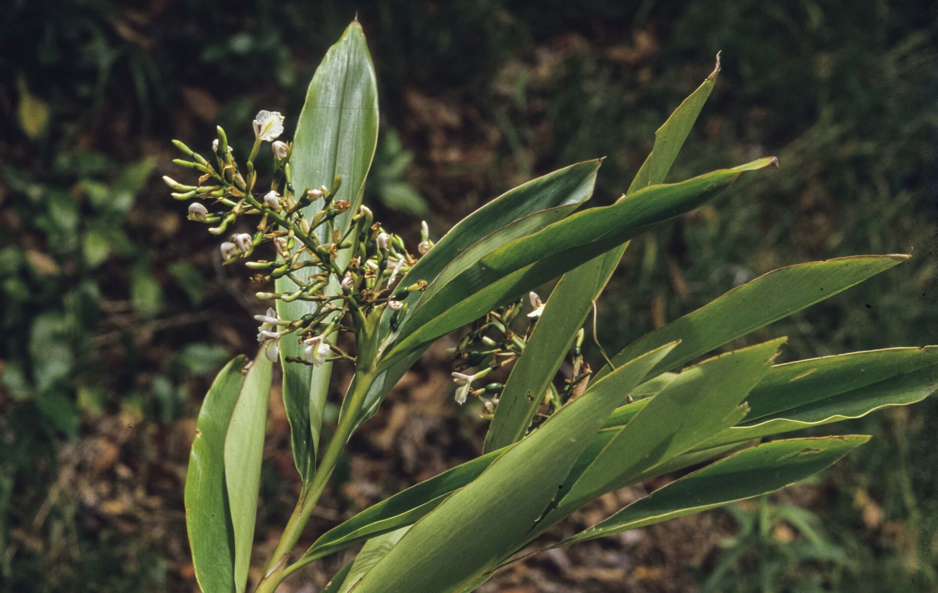Green Native Ginger (Alpinia caerulea)