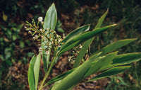 Green Native Ginger (Alpinia caerulea)
