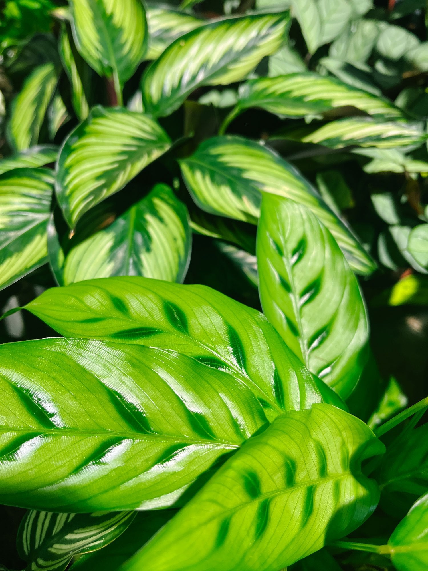 Green Prayer Plant (Calathea spp.)