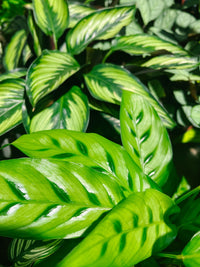 Green Prayer Plant (Calathea spp.)