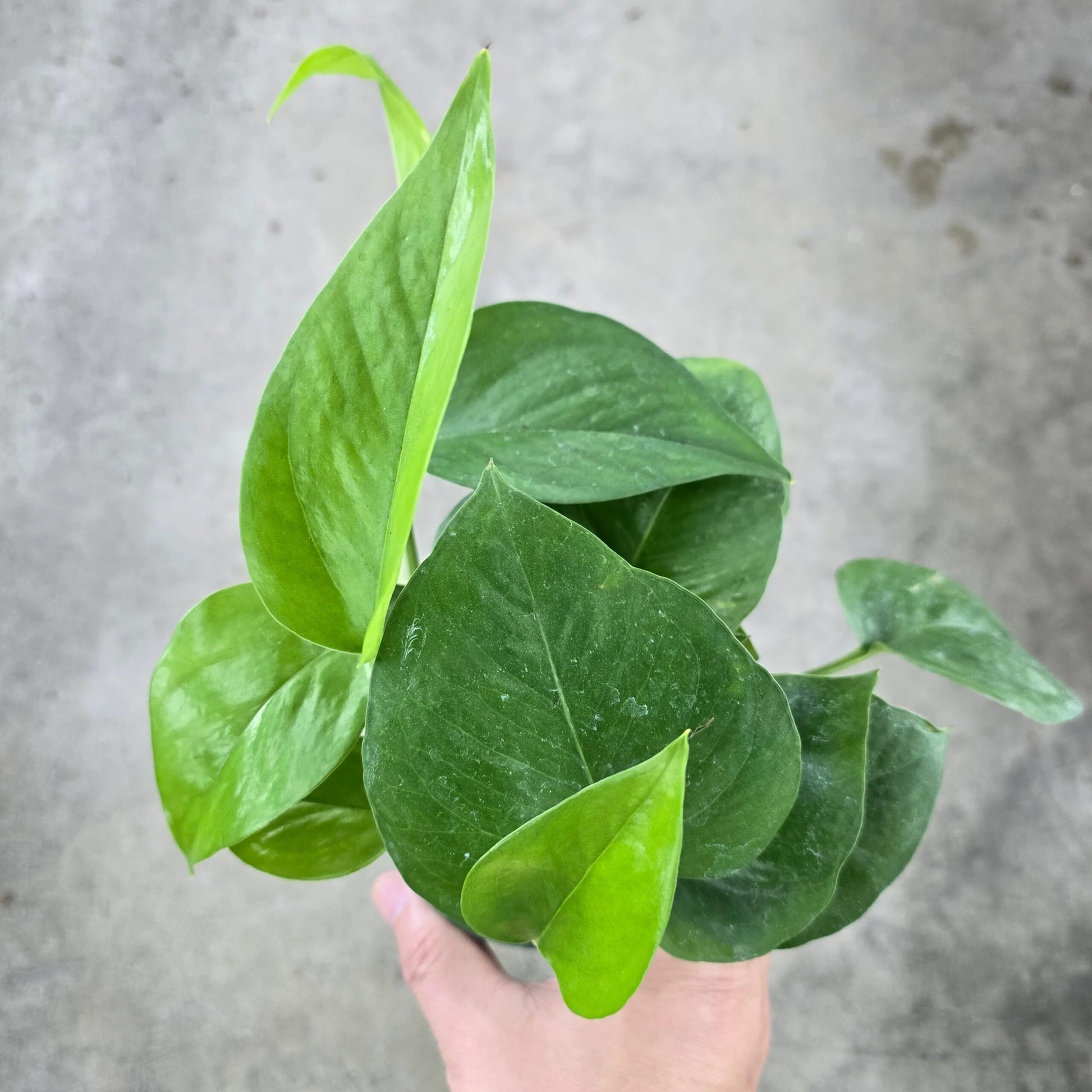 Green Queen (Epipremnum aureum)