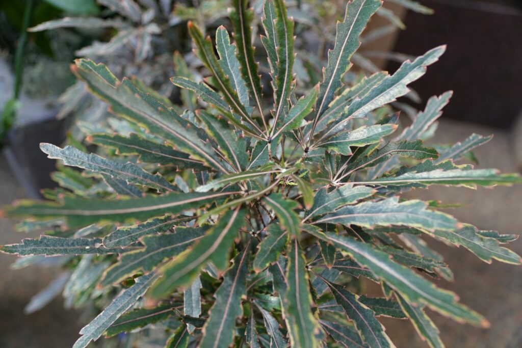 False Aralia (Dizygotheca elegantissima)
