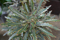 False Aralia (Dizygotheca elegantissima)
