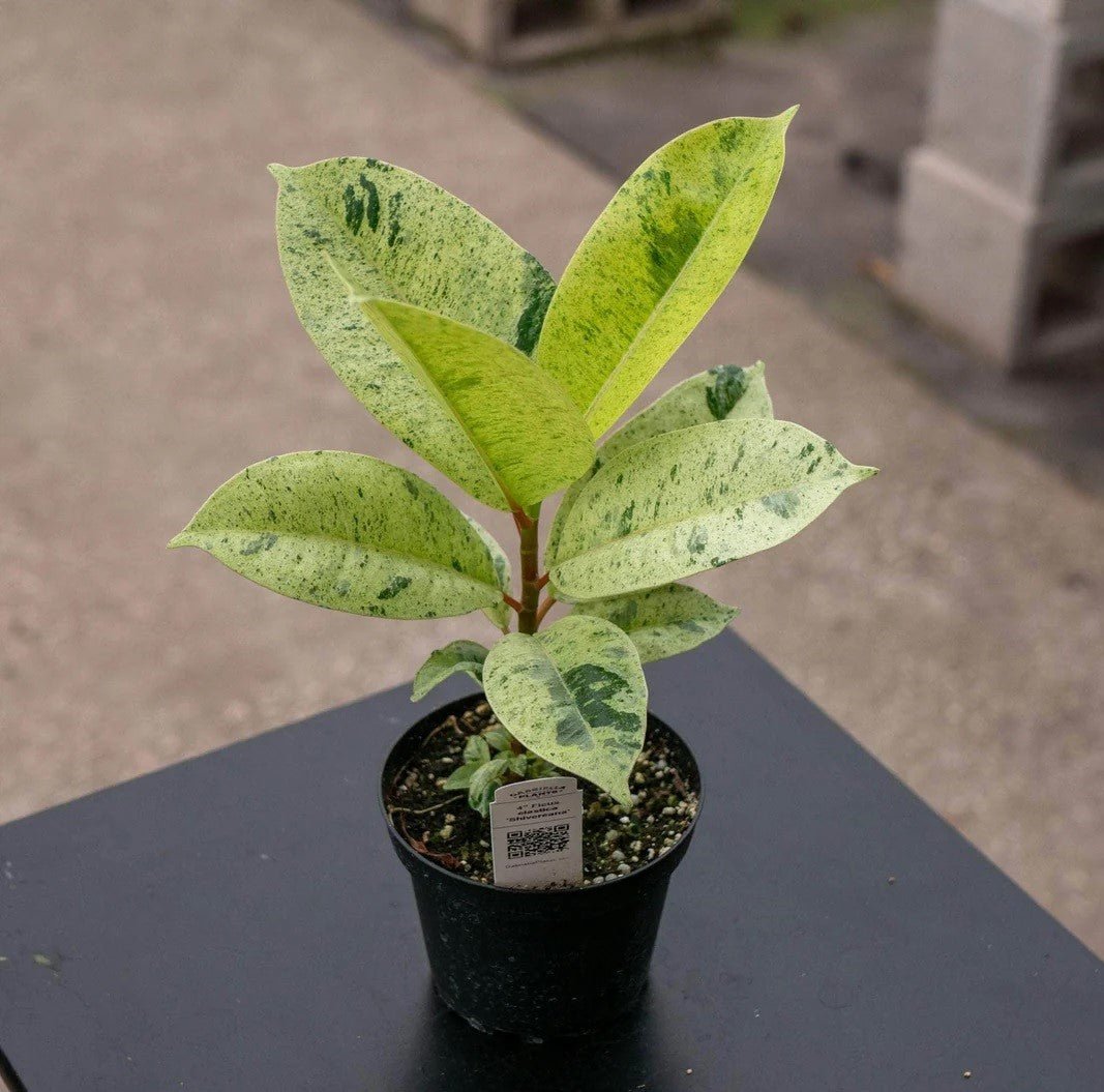 Ficus Shivereana Rubber Plant (Ficus elastica) - Ladybird Nursery