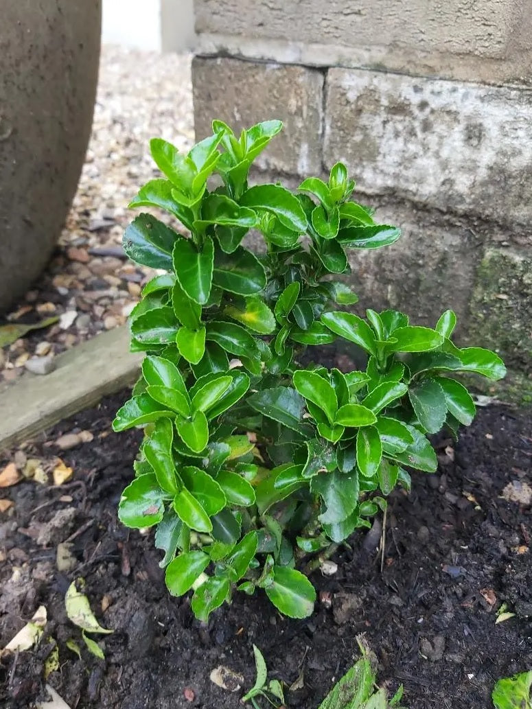 Green Rocket Spindle (Euonymus japonicus)