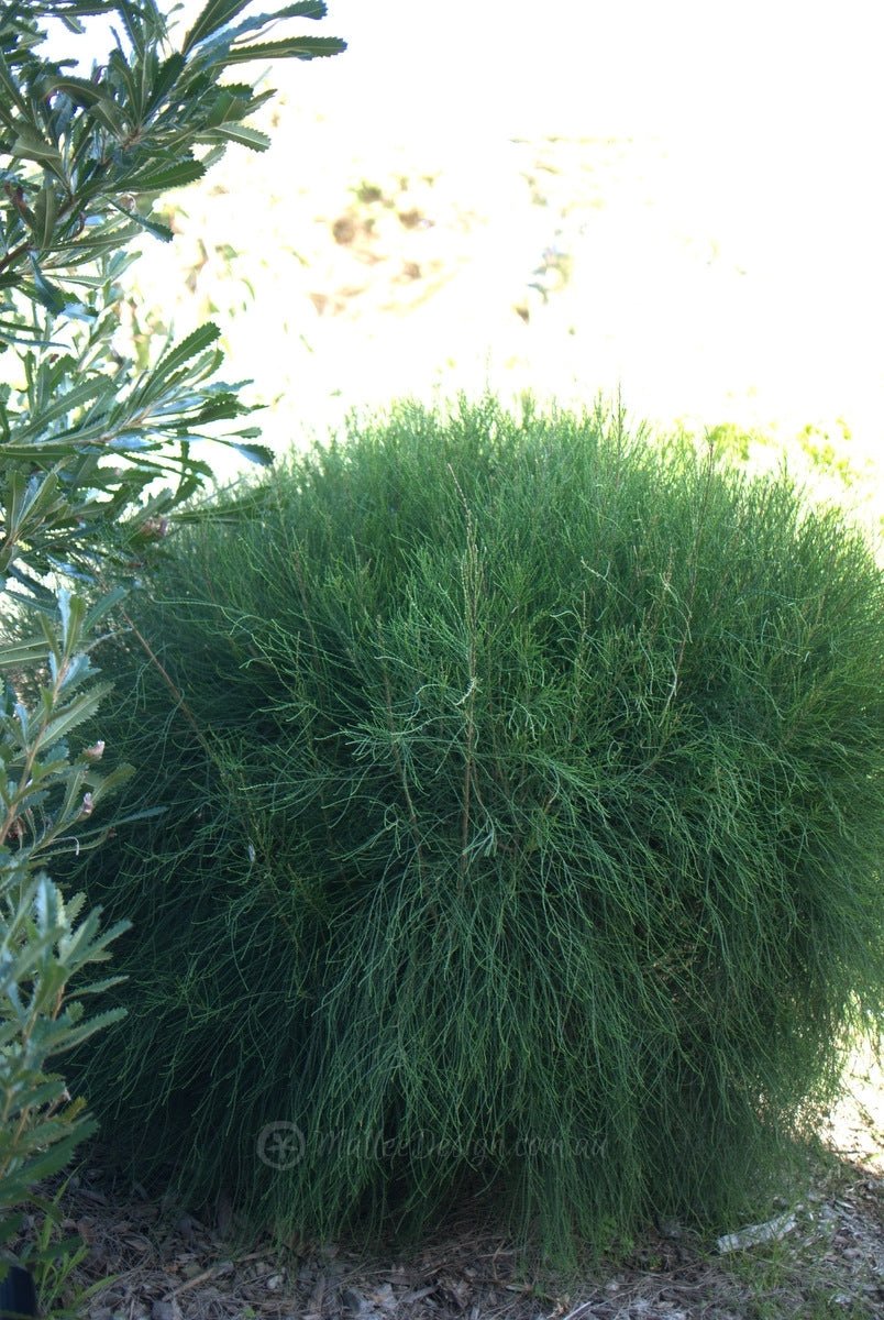 Green Wave (Casuarina glauca) - Ladybird Nursery