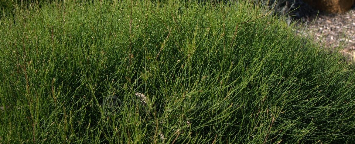 Green Wave Greenwave (Casuarina glauca) - Ladybird Nursery